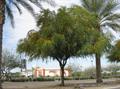 huisache ، needle bush